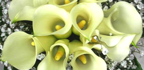 Wedding Flowers - African Calla Lily