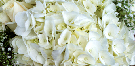 Wedding Flowers - Hydrangeas