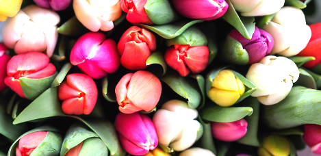 Wedding Flowers - Tulips